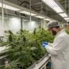 Cannabis researchers evaluating plants and recording cultivation data in a breeding laboratory.