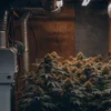 Indoor cannabis grow room with air exchange equipment, ventilation ducts, and flowering marijuana plants.