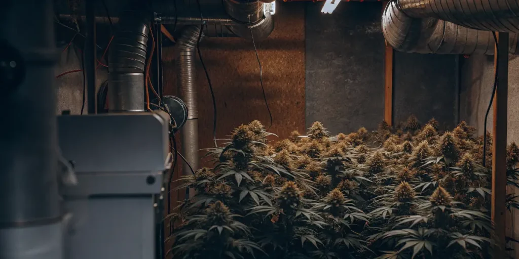 Indoor cannabis grow room with air exchange equipment, ventilation ducts, and flowering marijuana plants.