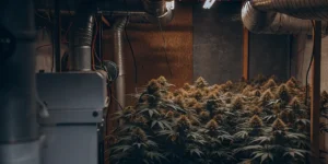 Indoor cannabis grow room with air exchange equipment, ventilation ducts, and flowering marijuana plants.