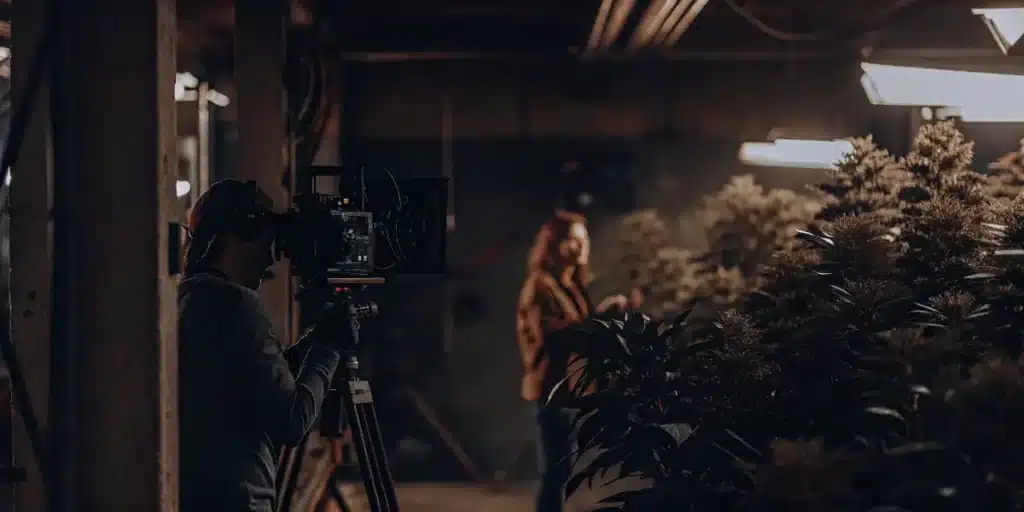 Camera operator filming inside an indoor cannabis grow room filled with flowering marijuana plants.