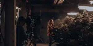 Camera operator filming inside an indoor cannabis grow room filled with flowering marijuana plants.