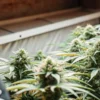 Flowering cannabis plants in an indoor grow room with an environmental monitoring device measuring cultivation conditions.