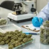 Laboratory technician documenting and inspecting cannabis flower samples during quality assurance testing.
