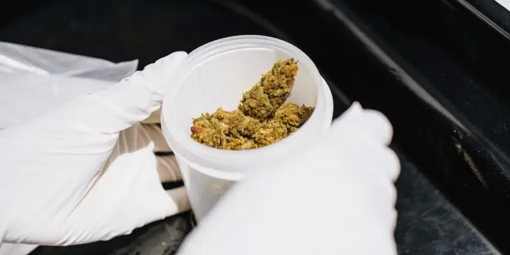 Gloved hands holding a container with cannabis flower samples prepared for laboratory testing.