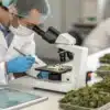 Cannabis microscopic quality analysis with a laboratory technician examining flower samples under a microscope.