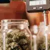 Digital moisture testing device measuring cured cannabis buds stored in glass jars during quality control.