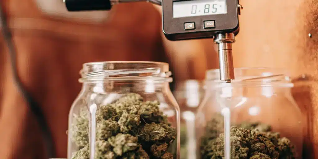 Digital moisture testing device measuring cured cannabis buds stored in glass jars during quality control.