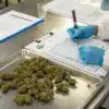 Cannabis quality control reporting with a technician documenting inspection results beside flower samples.