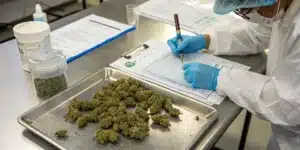 Cannabis quality control reporting with a technician documenting inspection results beside flower samples.