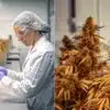 Cannabis quality control specialists inspecting flowering plants and collecting samples in a cultivation facility.