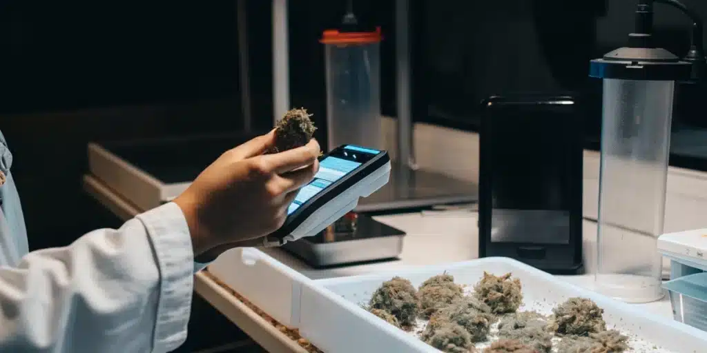 Cannabis quality control testing with a technician inspecting dried buds and recording data on a handheld device.