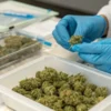 Laboratory technician inspecting cured cannabis buds during post-harvest quality control and packaging preparation.