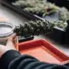 Technician collecting a cannabis flower sample from a cured bud for quality control testing.
