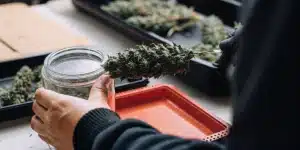 Technician collecting a cannabis flower sample from a cured bud for quality control testing.