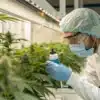 Scientist wearing protective equipment inspecting cannabis plants in a controlled indoor cultivation facility.