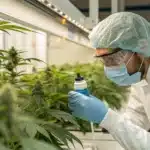 Scientist wearing protective equipment inspecting cannabis plants in a controlled indoor cultivation facility.