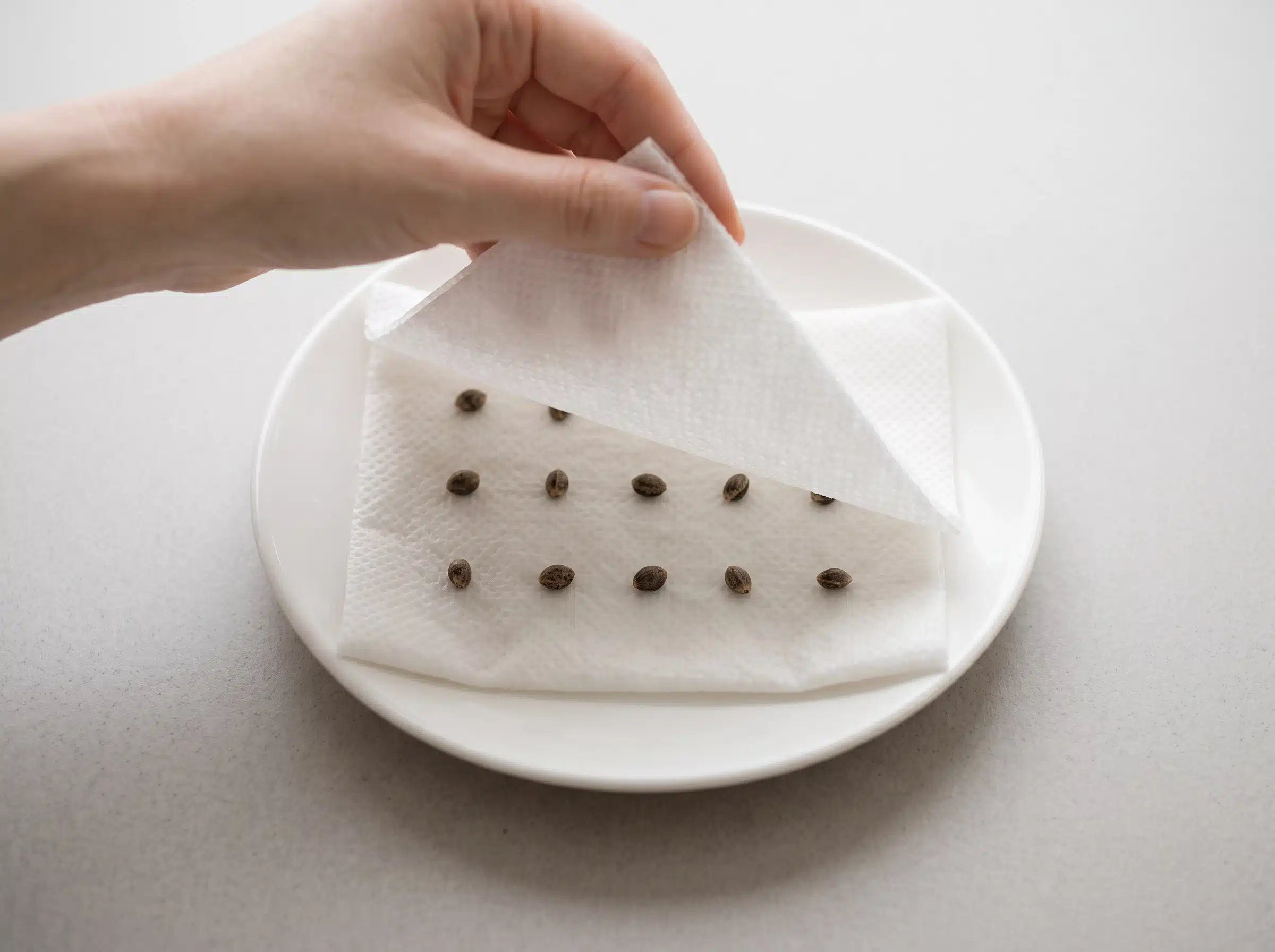 Seeds covered with a second towel