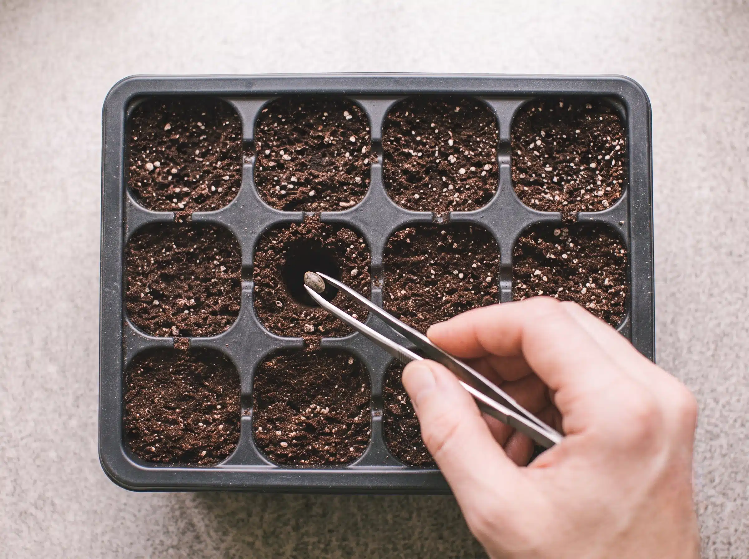 Seedlings kept warm and humid