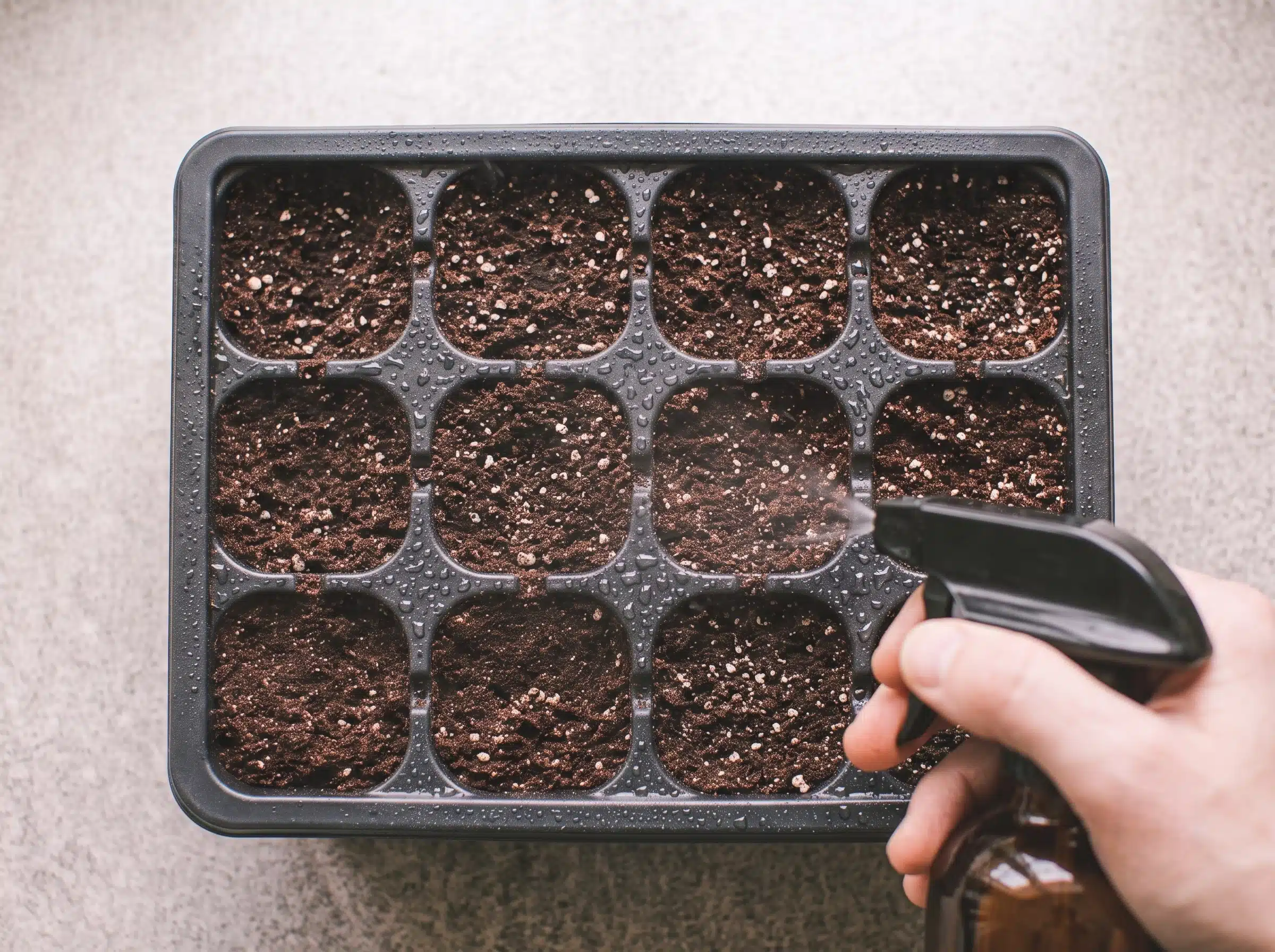 Seedling emerging from soil