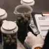 Cannabis storage compliance audit with an inspector reviewing samples and completing a checklist.