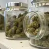 Glass jars filled with cured cannabis buds arranged on a storage shelf for long-term preservation.