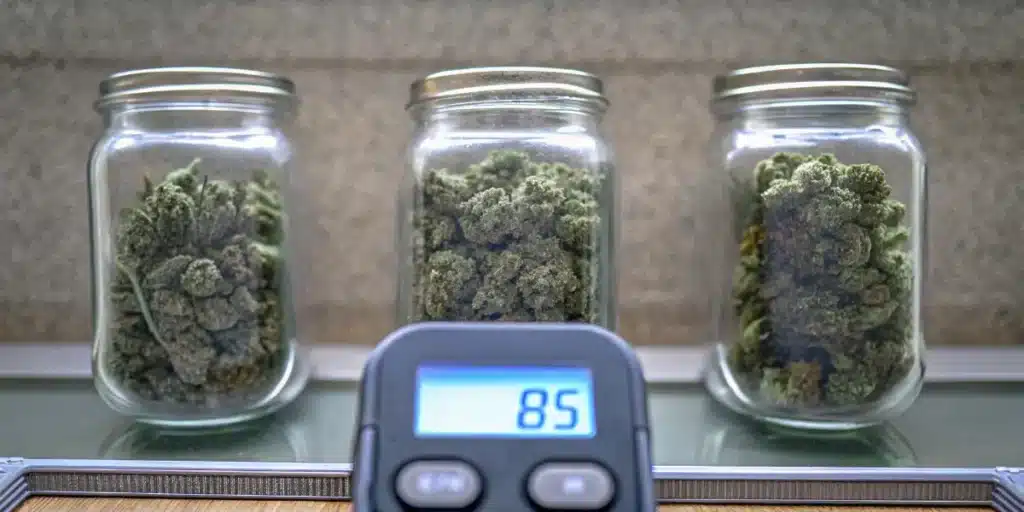 Glass jars containing cured cannabis buds with a digital humidity monitor used for storage quality control.