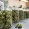 Glass jars filled with cured cannabis buds stored beside a humidity control monitor for long-term preservation.