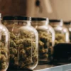Glass jars filled with cured cannabis flowers alongside storage monitoring equipment in a quality control facility.