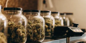 Glass jars filled with cured cannabis flowers alongside storage monitoring equipment in a quality control facility.