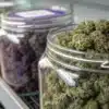Multiple glass jars filled with cured cannabis strains stored on shelving during the curing and preservation process.