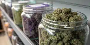 Multiple glass jars filled with cured cannabis strains stored on shelving during the curing and preservation process.