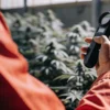 Cultivation specialist using a handheld water activity meter to assess cannabis flowers in a commercial grow room.