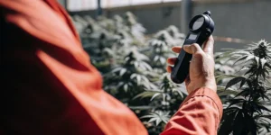 Cultivation specialist using a handheld water activity meter to assess cannabis flowers in a commercial grow room.