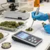 Cannabis water activity lab analysis with a technician testing flower samples using precision equipment.