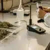 Cannabis water activity laboratory testing with a technician analyzing flower samples using AW equipment.
