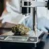Cannabis water activity measurement using a laboratory instrument to analyze flower moisture levels.