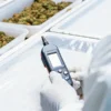 Laboratory technician using a handheld device for cannabis water activity monitoring during quality control.
