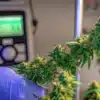 Cannabis water activity monitoring with a flowering branch evaluated using a moisture measurement device.