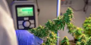 Cannabis water activity monitoring with a flowering branch evaluated using a moisture measurement device.