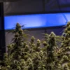 Cannabis plants flowering indoors with water activity monitoring displayed in a controlled grow room environment.