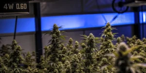Cannabis plants flowering indoors with water activity monitoring displayed in a controlled grow room environment.
