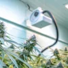 Cannabis plants in flowering stage growing beneath a water activity monitoring system in a controlled cultivation room.