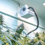 Cannabis plants in flowering stage growing beneath a water activity monitoring system in a controlled cultivation room.
