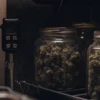 Glass jars of stored cannabis flowers monitored with a water activity measurement device in a controlled environment.