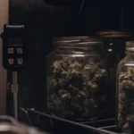 Glass jars of stored cannabis flowers monitored with a water activity measurement device in a controlled environment.