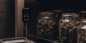 Glass jars of stored cannabis flowers monitored with a water activity measurement device in a controlled environment.