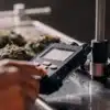 Technician using a digital water activity meter to test cured cannabis flower quality and storage readiness.