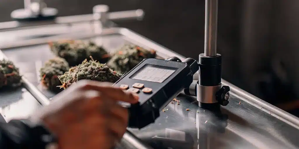 Technician using a digital water activity meter to test cured cannabis flower quality and storage readiness.