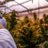 Technician measuring cannabis flower quality and water activity levels inside a greenhouse cultivation environment.